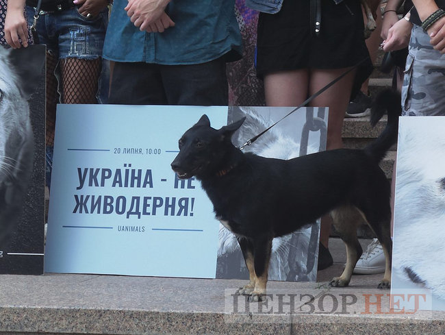 Ми втомилися від безкарності збоченців: Учасники Всеукраїнської акції Україна - не шкуродерня мітингували під КМДА 20