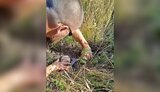розмінування