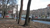 дерево