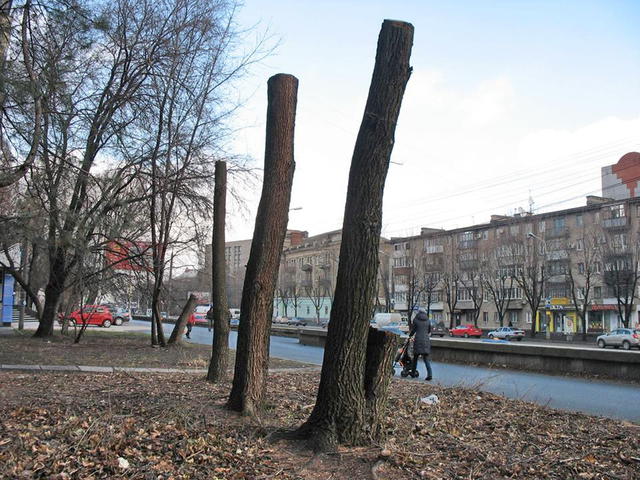 дерево