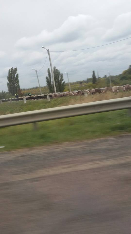 фура