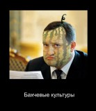 Бахчевые культуры