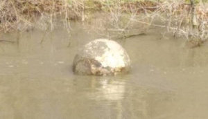 Мина времен Первой мировой войны всплыла в Дунае в районе Измаила, - мэр Абрамченко