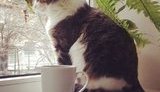 кот