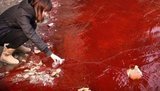 На Донбассе покраснела река, рыба в ней погибла, есть опасения экологической катастрофы. ВИДЕО
