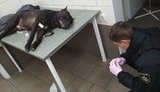 Киевский патрульный вынужденно застрелил бойцовского пса, который защищал агрессивного пьяного хозяина