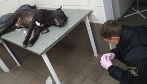Киевский патрульный вынужденно застрелил бойцовского пса, который защищал агрессивного пьяного хозяина