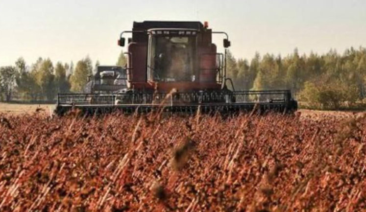 В Украине самый большой урожай гречки за последние годы, - Минагрополитики