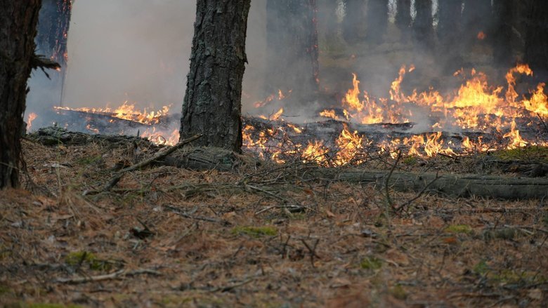 Масштабный лесной пожар четвертый день тушат в Киевской области