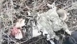 дрон відірвав росіянину ноги