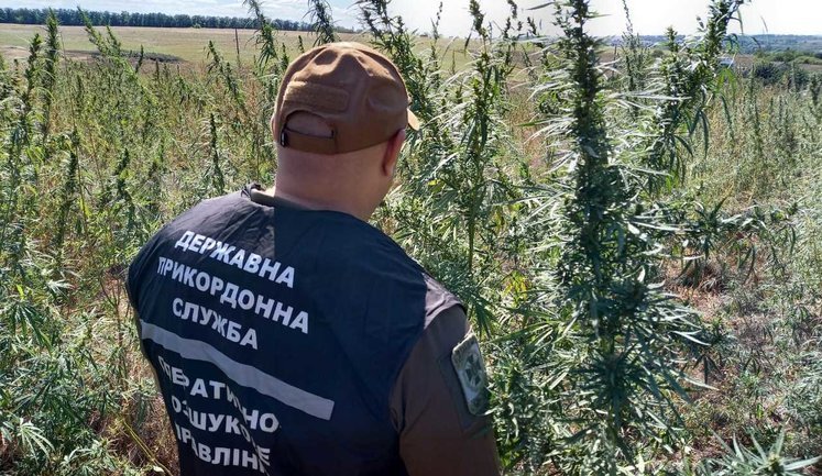 Пограничники обнаружили на Донетчине 200 тыс. кустов конопли. ВИДЕО