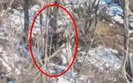 оккупант привязывает к дереву своего сообщника