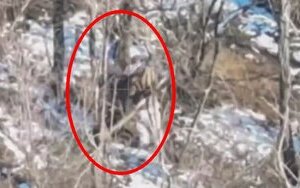 оккупант привязывает к дереву своего сообщника