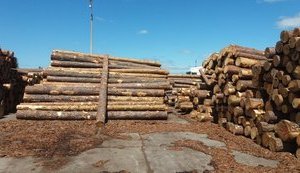 Лесхозы увеличили заготовку древесины до 16,5 миллиона тонн, – Гослесагентство