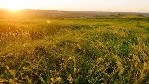 Что получат землевладельцы от нормативной денежной оценки земли в режиме онлайн