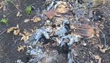 Боєць бригади "Помста" фільмує ліквідованих окупантів у переліску: "Тіло спалене повністю! Як узагалі можна так згоріть?!". ВIДЕО 18+