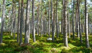 Верховная Рада одобрила 5 законопроектов в сфере охраны природы