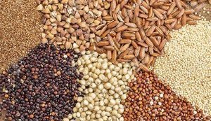 Більше жита і гречки, менше буряків: науковці спрогнозували, який урожай збере Україна в 2026 році