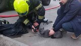 "Не подавав ознак життя": Рятувальники в Києві "відкачали" кота, якого витягли з палаючої квартири. ФОТО
