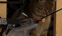 Врятований кіт став символом підтримки прикордонного підрозділу