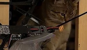 "Це у нас головний інженер": як у бригаді "Помста" з’явився кіт-"інспектор" FPV-дронів. ВIДЕО