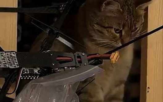 "Це у нас головний інженер": як у бригаді "Помста" з’явився кіт-"інспектор" FPV-дронів. ВIДЕО