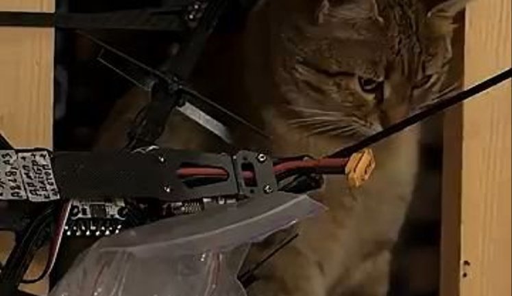 "Це у нас головний інженер": як у бригаді "Помста" з’явився кіт-"інспектор" FPV-дронів. ВIДЕО