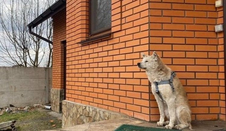 "Макарівський Хатіко": вірний пес майже місяць чекає господиню, яку зґвалтував і вбив кадирівець. ФОТО
