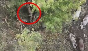 Six feral pigs eat remains of liquidated occupier. VIDEO