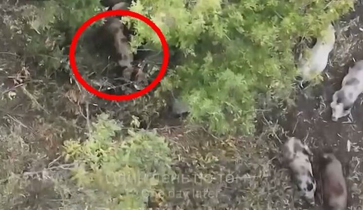 Six feral pigs eat remains of liquidated occupier. VIDEO