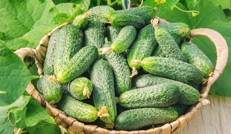 В Україні дорожчають огірки. Ціни вже на 61% вищі, ніж торік