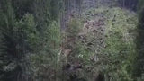 Работники заповедника на Закарпатье организовали незаконную вырубку леса: ущерб составляет свыше 0,5 млн грн. ВИДЕО
