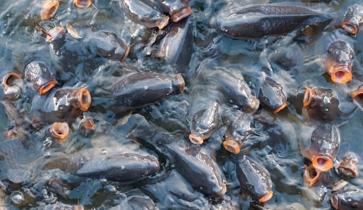 Держава виплатила перші компенсації за програмою підтримки рибництва на прифронтових територіях