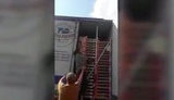 В фуре с нектаринами обнаружили троих нелегалов, - пограничники. ВИДЕО