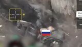 Wild pigs eating Russian