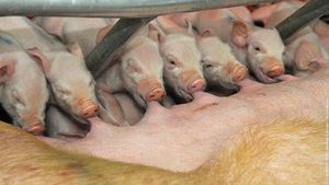 Поголовье свиней в Украине в 2017 году сократилось на 8,2%, – Госстат