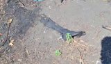 Залишки окупанта в Олешках Херсонської області