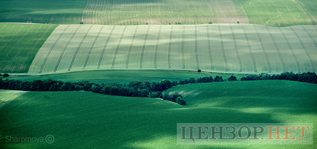 Цензор.НЕТ Зображення