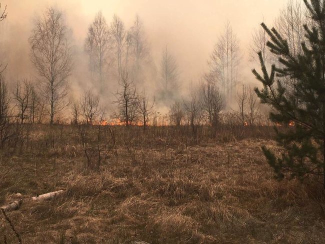 Задержаны двое мужчин, из-за которых возник масштабный лесной пожар на Житомирщине, - ГСЧС 03