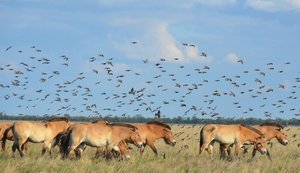 Росіяни нищать Асканію-Нову та Кінбурнську косу