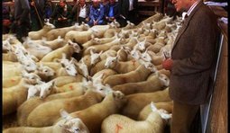 Бараны подорожали