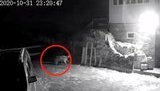 Вовки тероризують Ворохту: загризли вже понад 10 домашніх собак. ВIДЕО