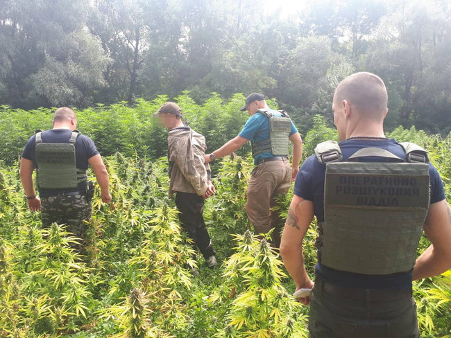 Правоохранители разоблачили международную ОПГ, поставлявшую каннабис в РФ и оккупированный Крым 01
