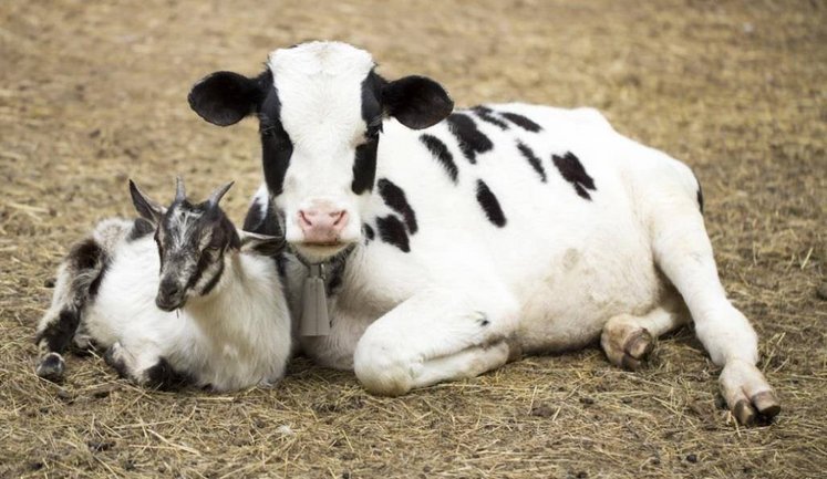 В ДАР стартував добір на бюджетні дотації на утримання корів, кіз та овець: який розмір допомоги?