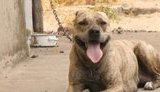 Замглавы Минюста Коломиец выкупила на аукционе собаку, которую не смог себе позволить Малюська из-за нехватки денег