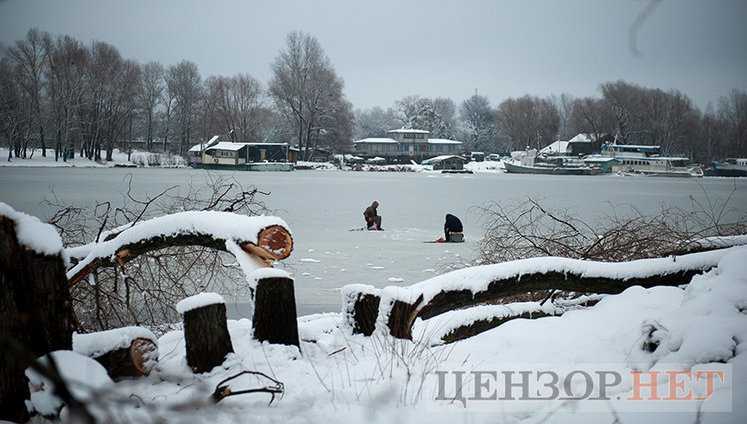 Вночі на Корчуватому спиляли близько 30 багаторічних дерев. ФОТОрепортаж