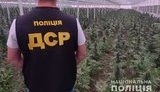 Наркоплантация, на которой выращивалось конопли на 130 млн грн, выявлена в Кривом Роге, - Нацполиция. ВИДЕО+ФОТОрепортаж