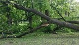 Унаслідок падіння дерев під час урагану під Києвом загинули дві людини, ще одну людину госпіталізовано