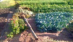 Ворожі танки пристосували на Київщині для ландшафтного дизайну. ФОТО