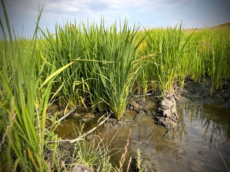 Одеські аграрії вирощують амарант, кукурудзу для попкорну та рис